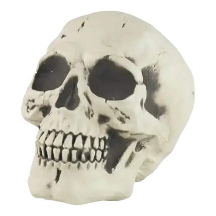 MENNESKE KRANIE SKELET - I NATURLIG STØRRELSE