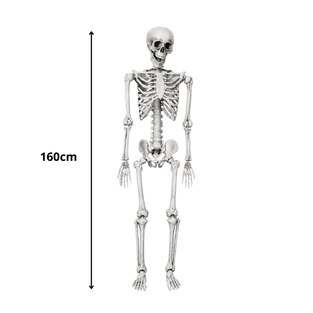 KÆMPE SKELET - MENNESKESTØRRELSE - 160CM