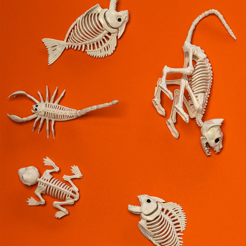Katteskelet 49 x 18 x 14 cm – Halloween-pynt