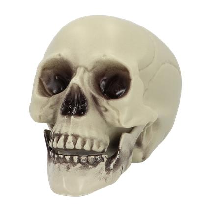 Dekorativ dødningehoved 15 x 20 x 16 cm – Halloween