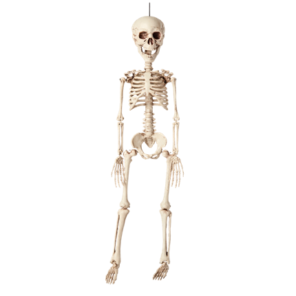 Hængende skelet, 40 cm – Halloween-dekoration